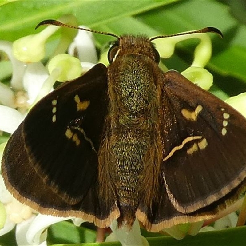 Toxidia rietmanni