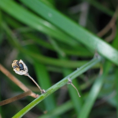 Trachyandra divaricata