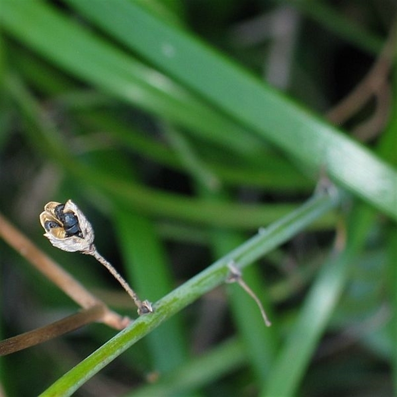 Trachyandra divaricata