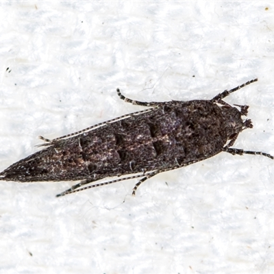 Trachydora capnopa