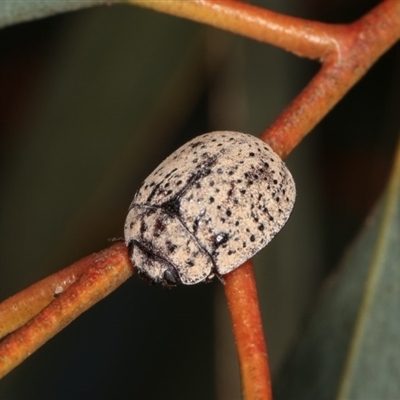 Trachymela sp. (genus)