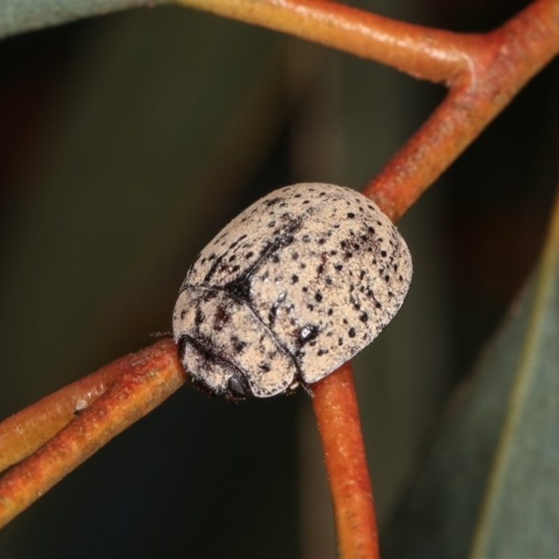 Trachymela sp. (genus)