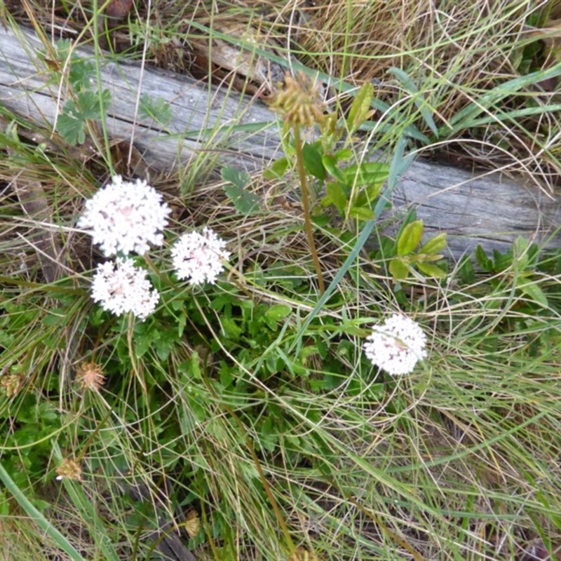 Trachymene composita var. composita