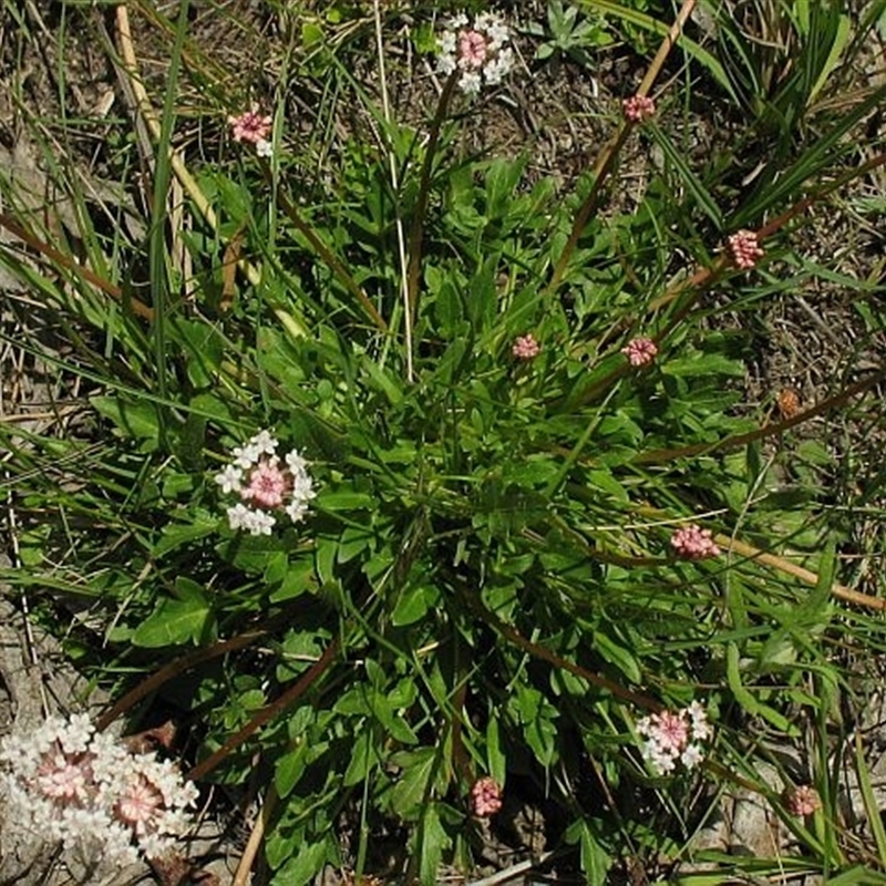 Trachymene humilis subsp. humilis