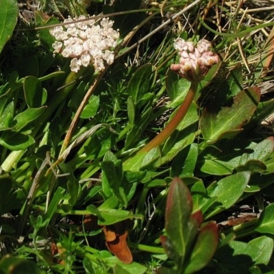 Trachymene humilis subsp. humilis