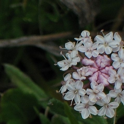 Trachymene humilis subsp. humilis