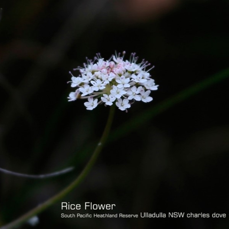 Trachymene incisa