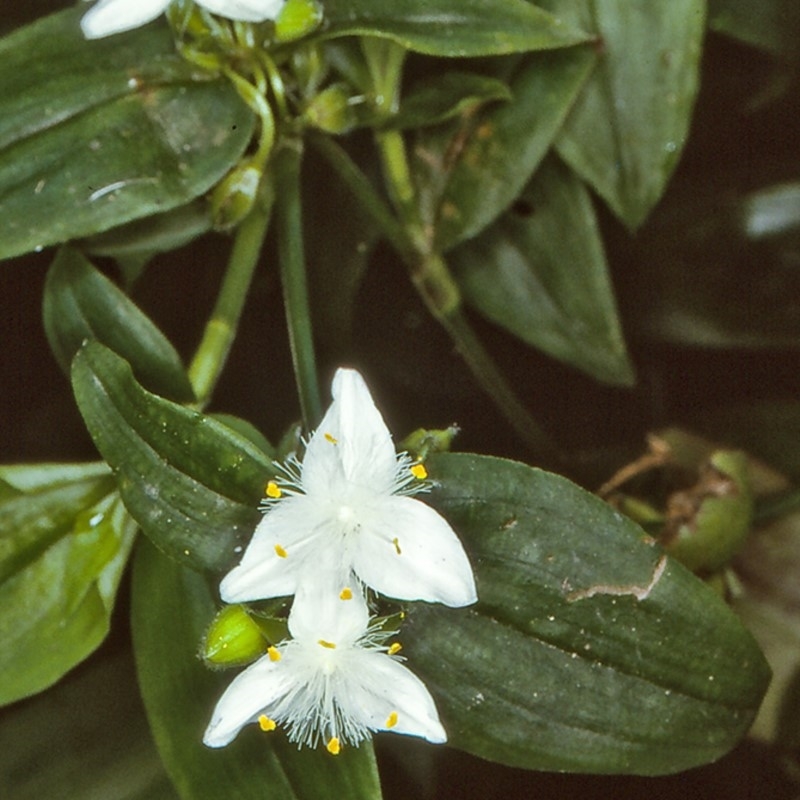 Tradescantia fluminensis