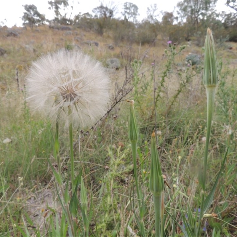 Tragopogon dubius