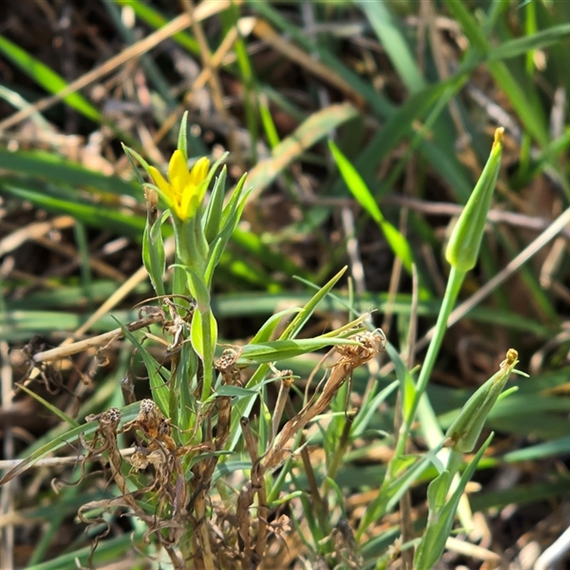 Tragopogon dubius
