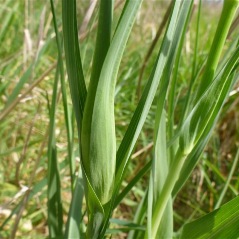 Tragopogon porrifolius subsp. porrifolius