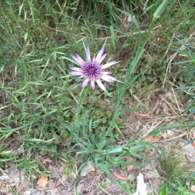 Tragopogon porrifolius subsp. porrifolius