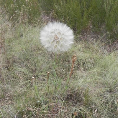 Tragopogon sp.