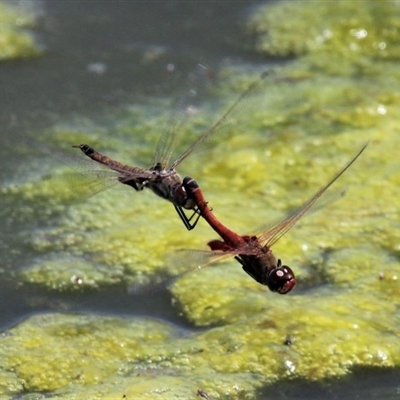 Tramea loewii