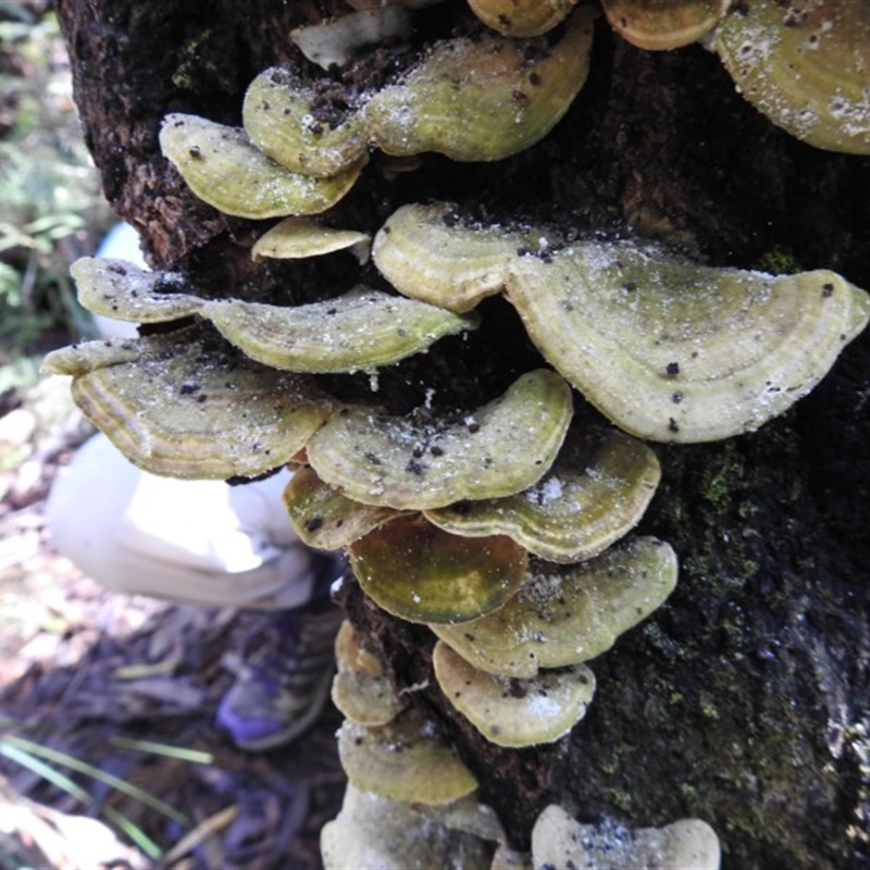 Trametes sp.