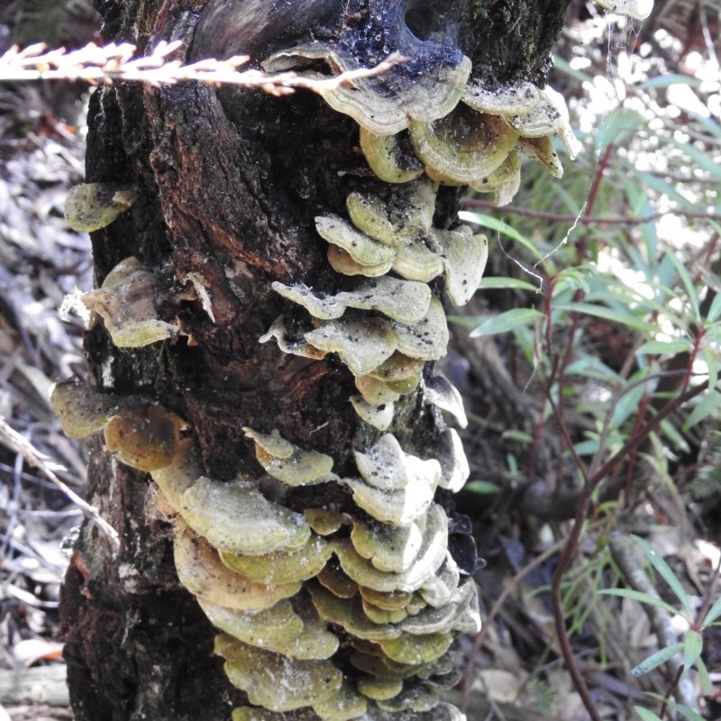 Trametes sp.