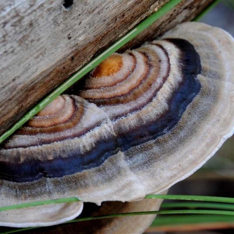 Trametes versicolor