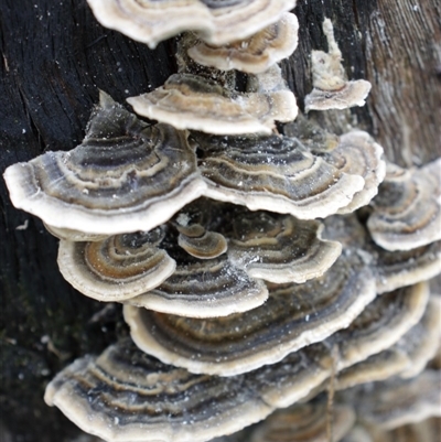 Trametes versicolor