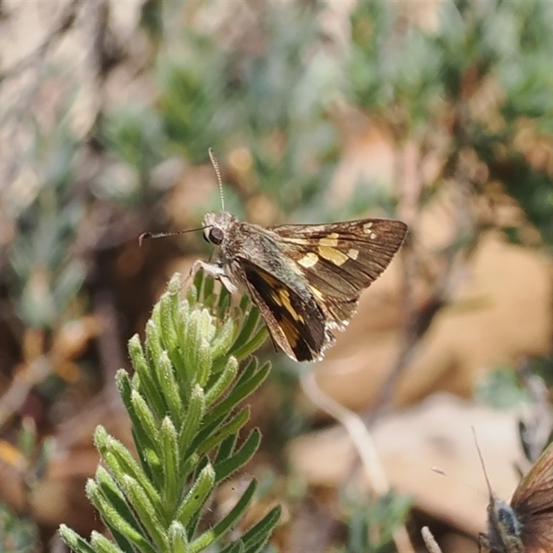 Trapezites phigalioides