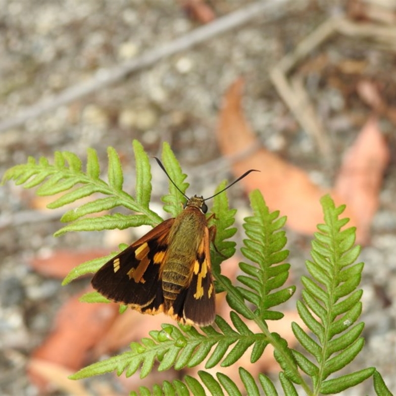 Trapezites symmomus