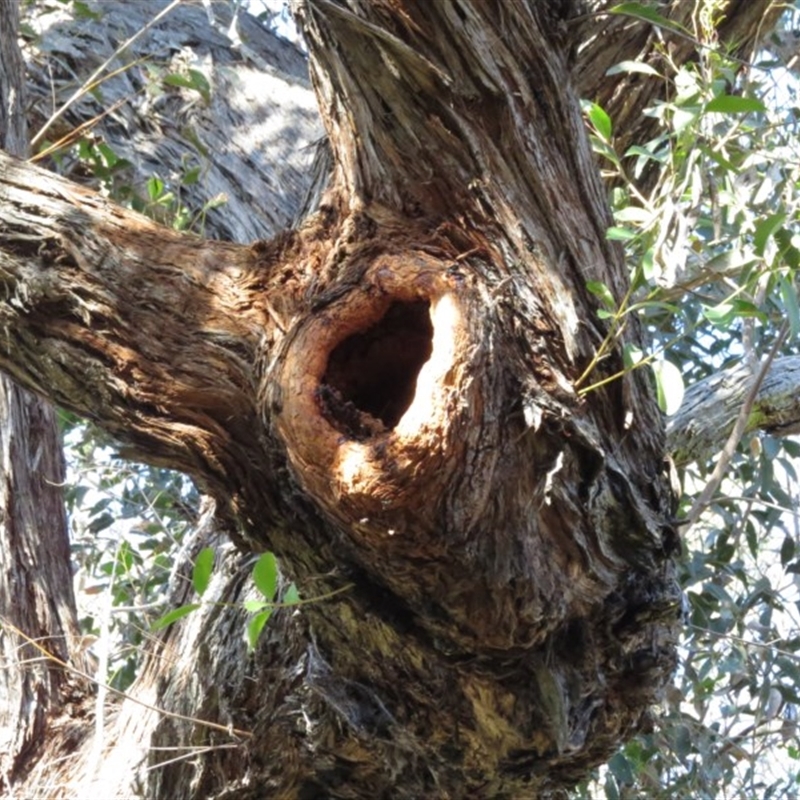 Native tree with hollow(s)