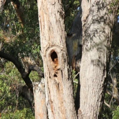 Native tree with hollow(s)