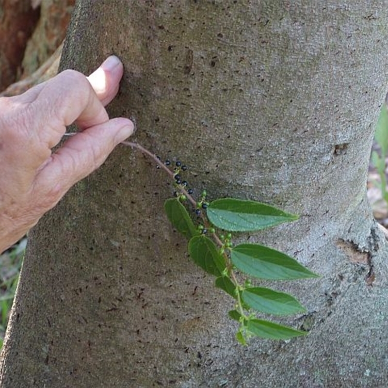 Trema tomentosa var. aspera