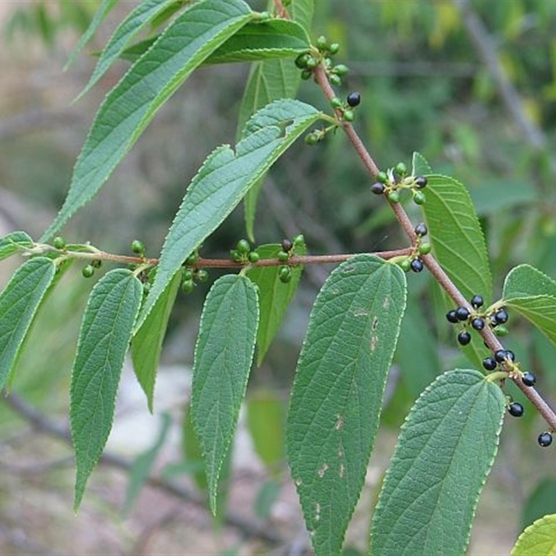 Trema tomentosa var. aspera