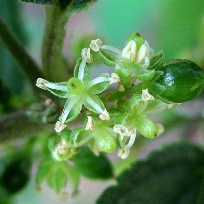 Trema tomentosa var. aspera