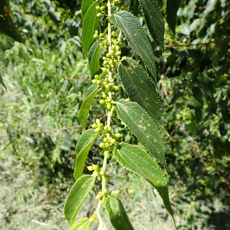 Trema tomentosa var. aspera