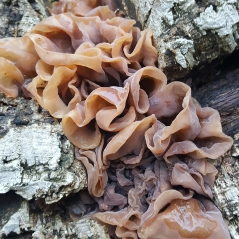 Tremella foliacea group