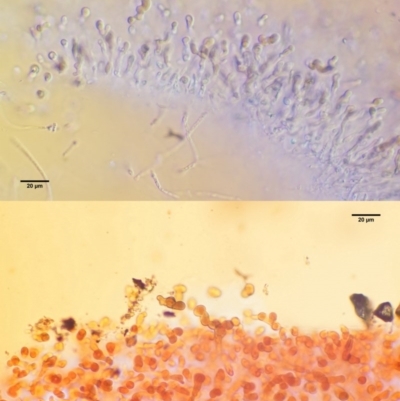 Tremella foliacea group