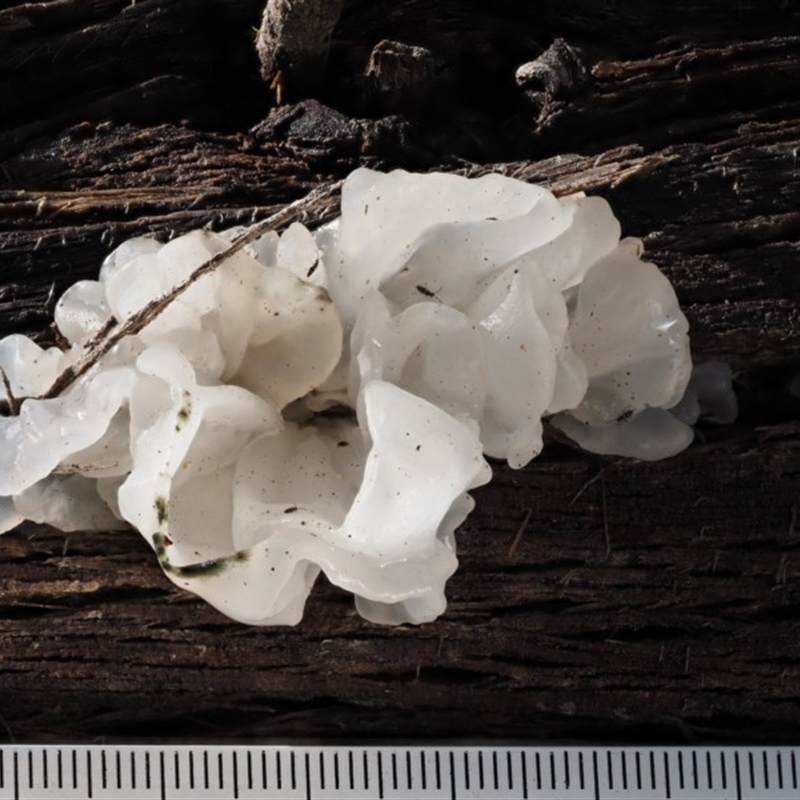 Tremella fuciformis