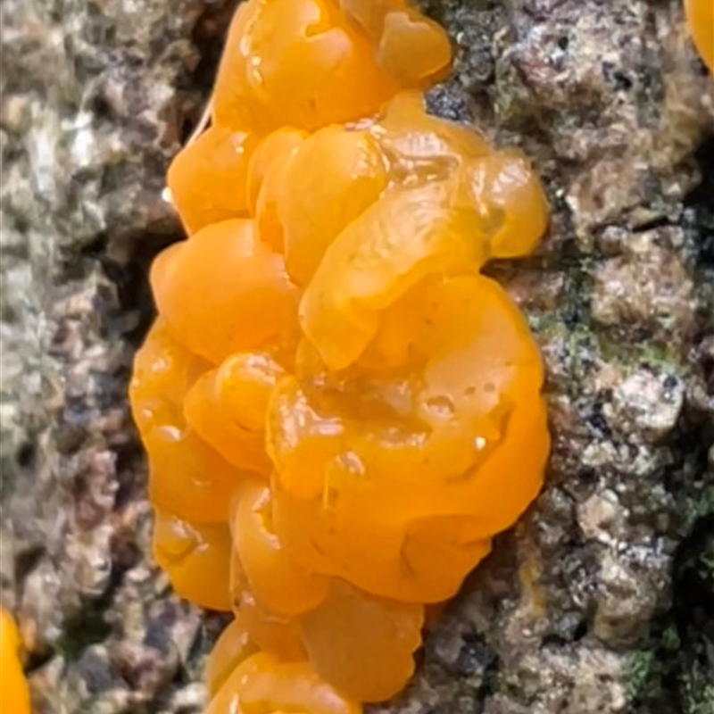 Tremella mesenterica