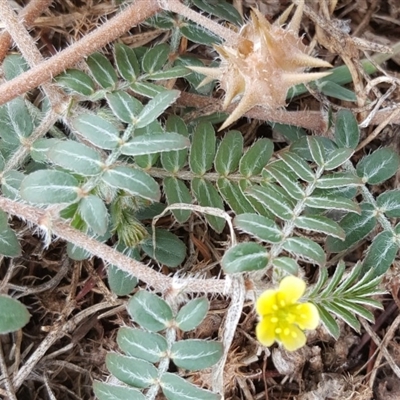 Tribulus terrestris