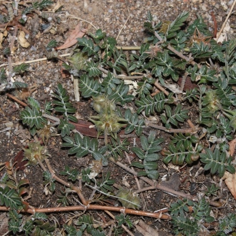 Tribulus terrestris