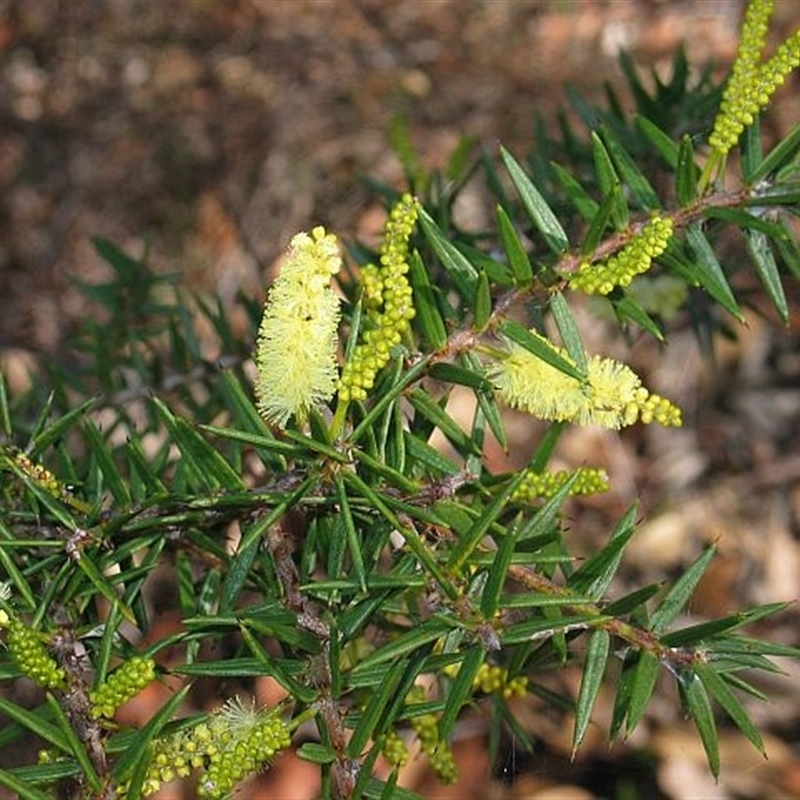 Acacia oxycedrus