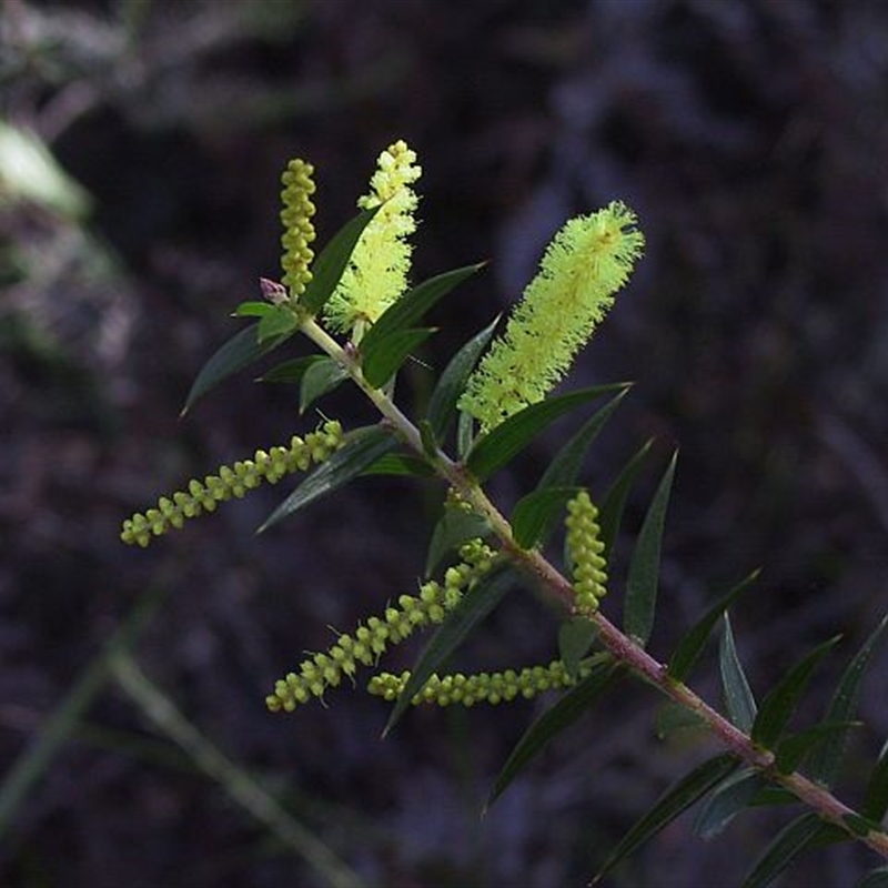 Acacia oxycedrus