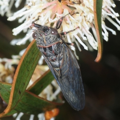 Atrapsalta sp. (genus)