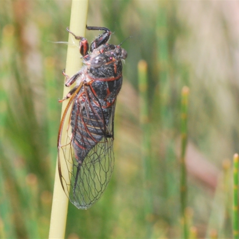 Atrapsalta sp. (genus)