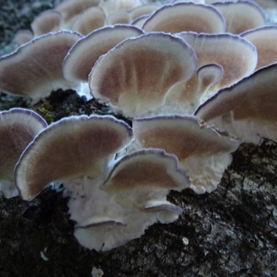 Trichaptum biforme