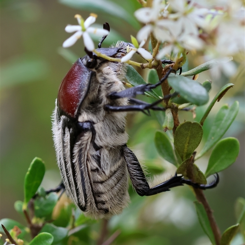 Trichaulax philipsii