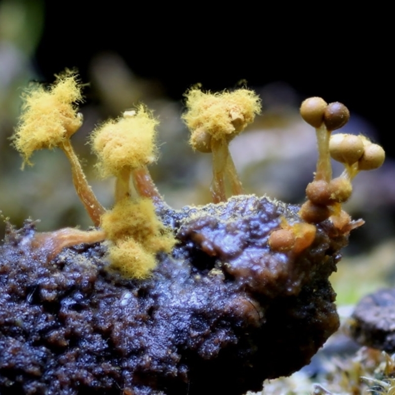 Oligonema verrucosum