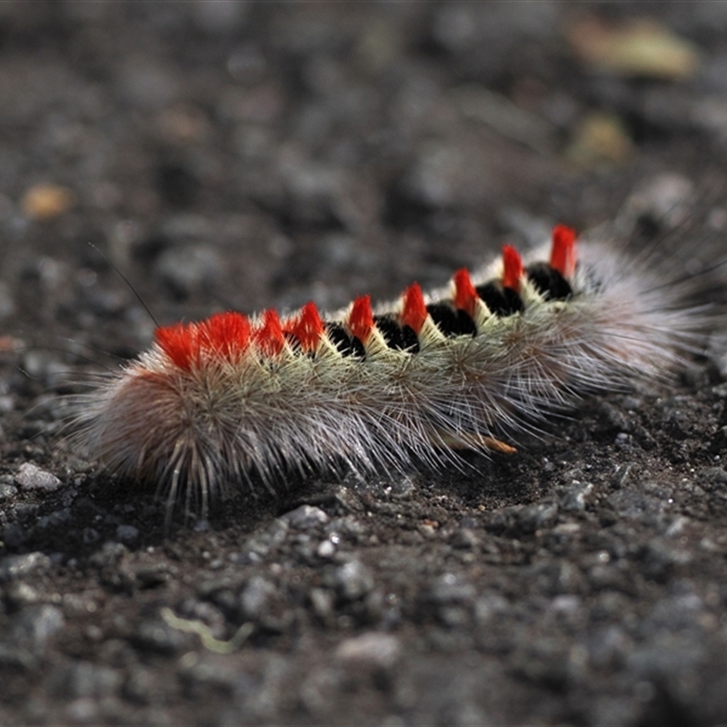 Trichiocercus sparshalli