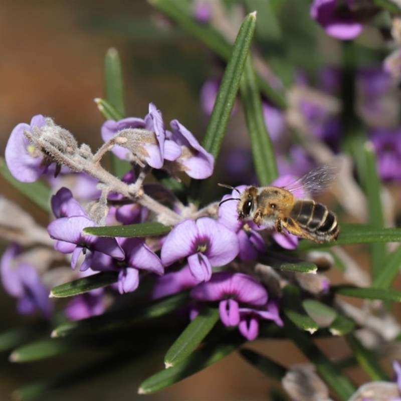 Trichocolletes aeratus