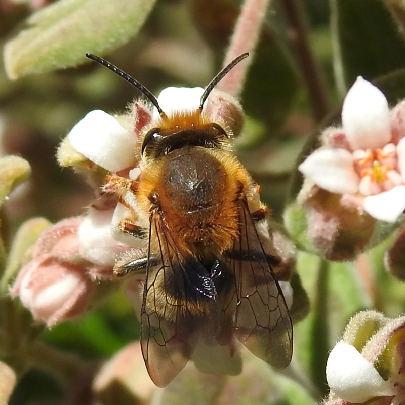 Trichocolletes aeratus
