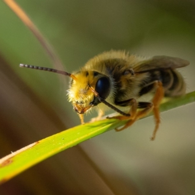 Kerri-Lee Harris, Wonboyn ... (male)