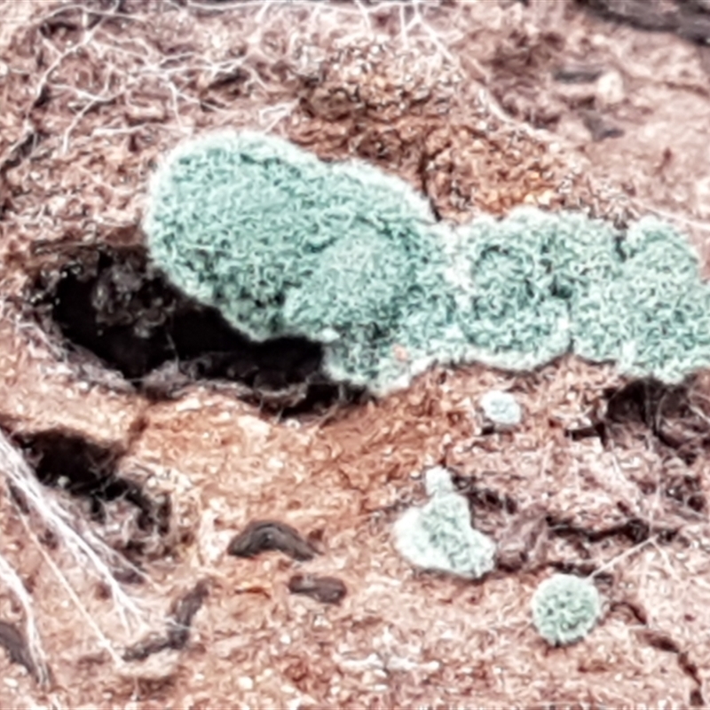 Trichoderma 'green fluffy'