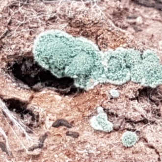 Trichoderma 'green fluffy'
