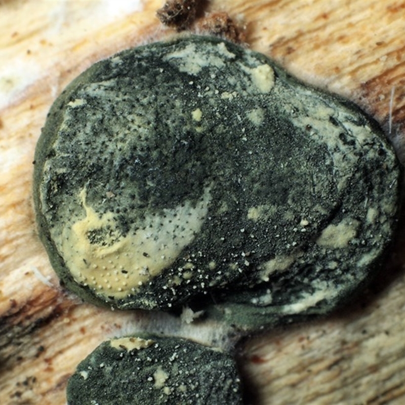 Trichoderma pseudokoningii group